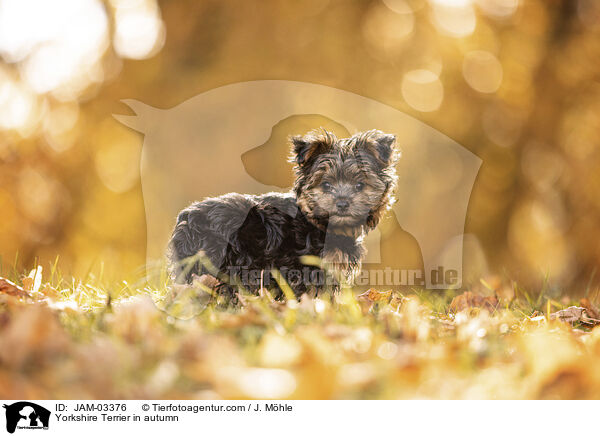 Yorkshire Terrier im Herbst / Yorkshire Terrier in autumn / JAM-03376