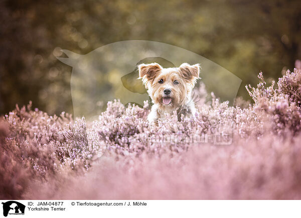 Yorkshire Terrier / Yorkshire Terrier / JAM-04877