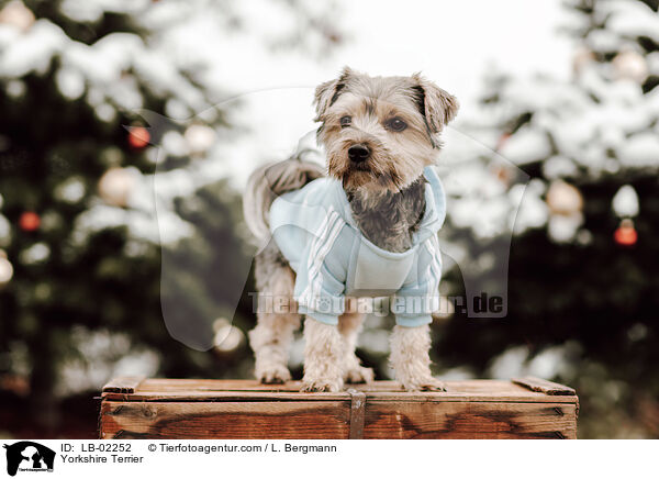 Yorkshire Terrier / Yorkshire Terrier / LB-02252