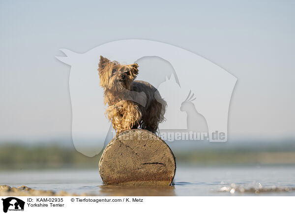 Yorkshire Terrier / Yorkshire Terrier / KAM-02935