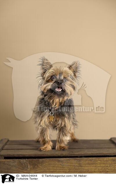Yorkshire Terrier / Yorkshire Terrier / MAH-04644