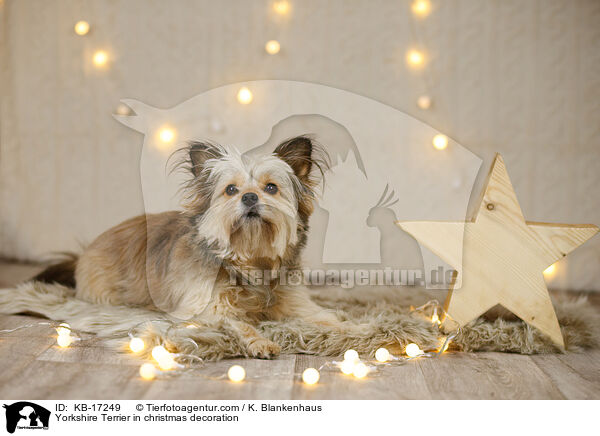 Yorkshire Terrier in Weihnachtsdeko / Yorkshire Terrier in christmas decoration / KB-17249