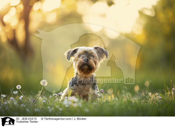 Yorkshire Terrier / Yorkshire Terrier / JEB-03215