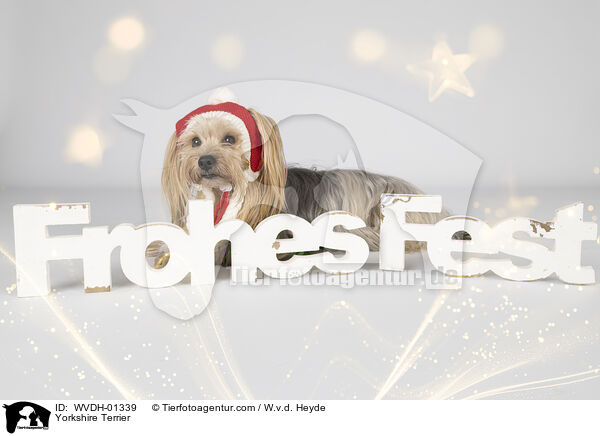 Yorkshire Terrier / Yorkshire Terrier / WVDH-01339
