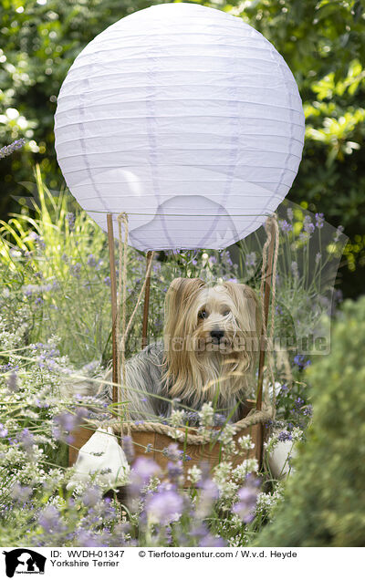 Yorkshire Terrier / Yorkshire Terrier / WVDH-01347