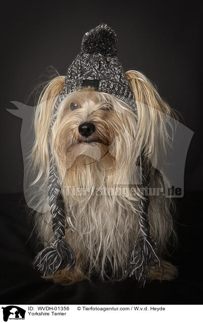 Yorkshire Terrier / Yorkshire Terrier / WVDH-01356