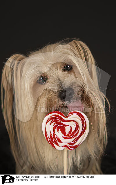 Yorkshire Terrier / Yorkshire Terrier / WVDH-01358