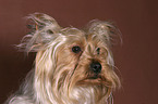 Yorkshire Terrier Portrait