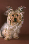 sitting Yorkshire Terrier