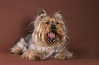 lying Yorkshire Terrier