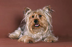 lying Yorkshire Terrier