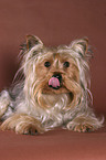 lying Yorkshire Terrier