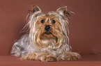 lying Yorkshire Terrier