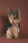 sitting Yorkshire Terrier