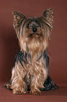 sitting Yorkshire Terrier