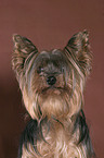 Yorkshire Terrier Portrait