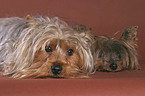 lying Yorkshire Terrier