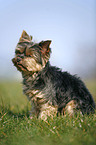 Mini Yorkshire Terrier