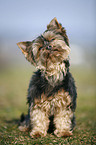 Mini Yorkshire Terrier