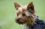 Yorkshire Terrier Portrait