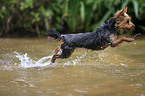 Yorkshire Terrier in water