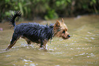 Yorkshire Terrier in water