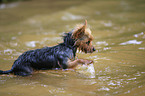 Yorkshire Terrier in water