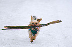 running Yorkshire Terrier