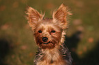 Yorkshire Terrier Portrait