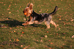 playing Yorkshire Terrier