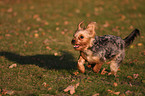 running Yorkshire Terrier