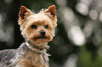 Yorkshire Terrier Portrait