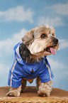 Yorkshire Terrier with raincoat