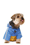 Yorkshire Terrier with raincoat