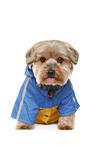 Yorkshire Terrier with raincoat