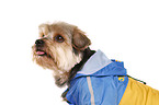 Yorkshire Terrier with raincoat