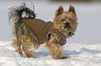 walking Yorkshire Terrier