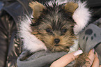 Yorkshire Terrier Puppy