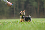 Yorkshire Terrier