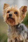 Yorkshire Terrier Portrait