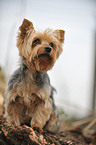 sitting Yorkshire Terrier