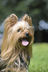 Yorkshire Terrier Portrait