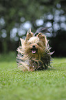 running Yorkshire Terrier