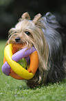 playing Yorkshire Terrier