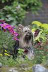 sitting Yorkshire Terrier