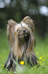 sitting Yorkshire Terrier