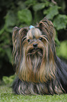 sitting Yorkshire Terrier