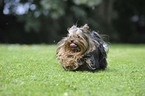 running Yorkshire Terrier