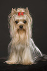 sitting Yorkshire Terrier