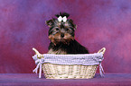 Yorkshire Terrier Puppy